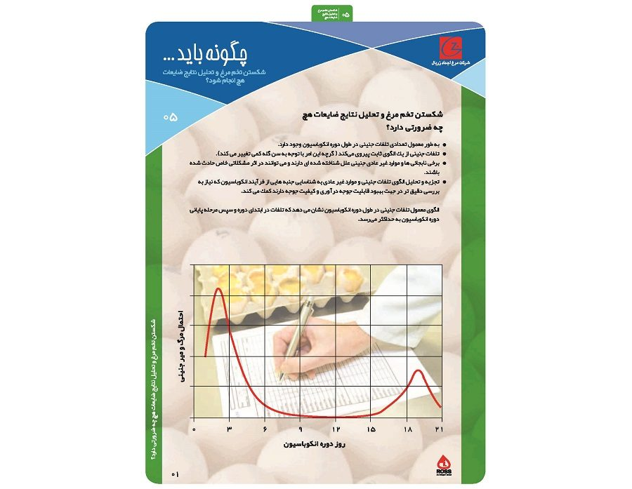شکستن تخم مرغ و تحلیل نتایج ضایعات هچ