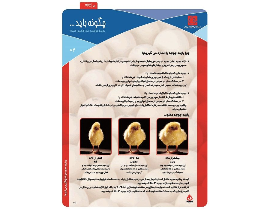 اندازه گیری بازده جوجه
