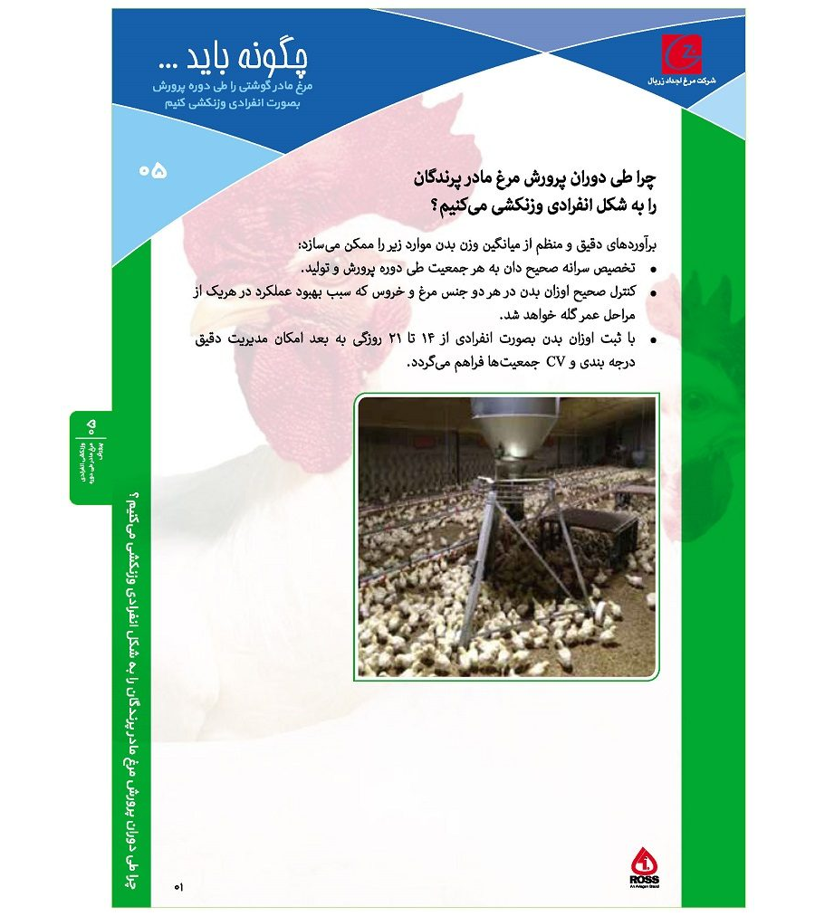 وزنکشی انفرادی مرغ مادر طی دوره پرورش