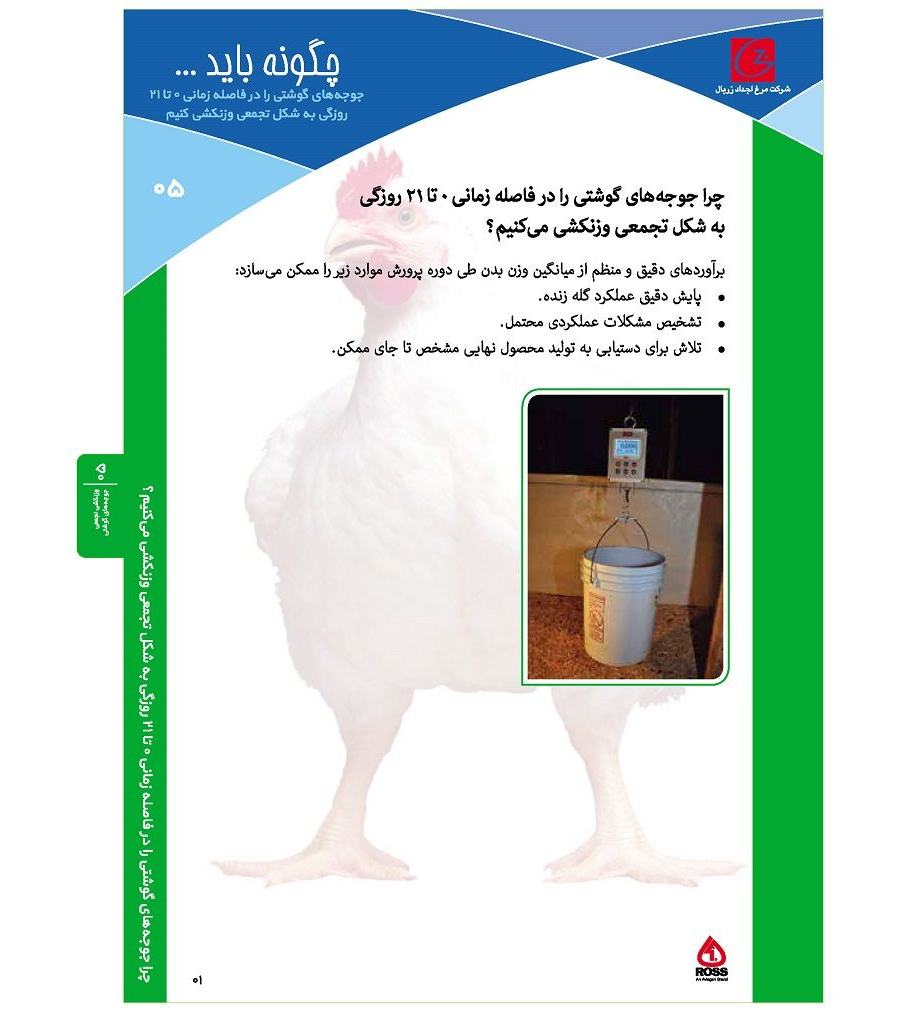 وزنکشی تجمعی جوجه‌های گوشتی