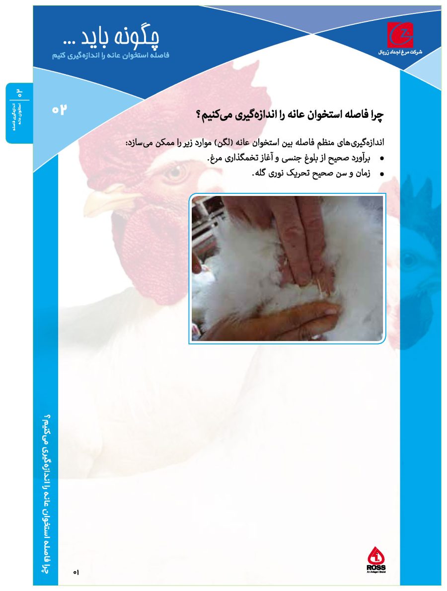 اندازه گیری فاصله استخوان عانه