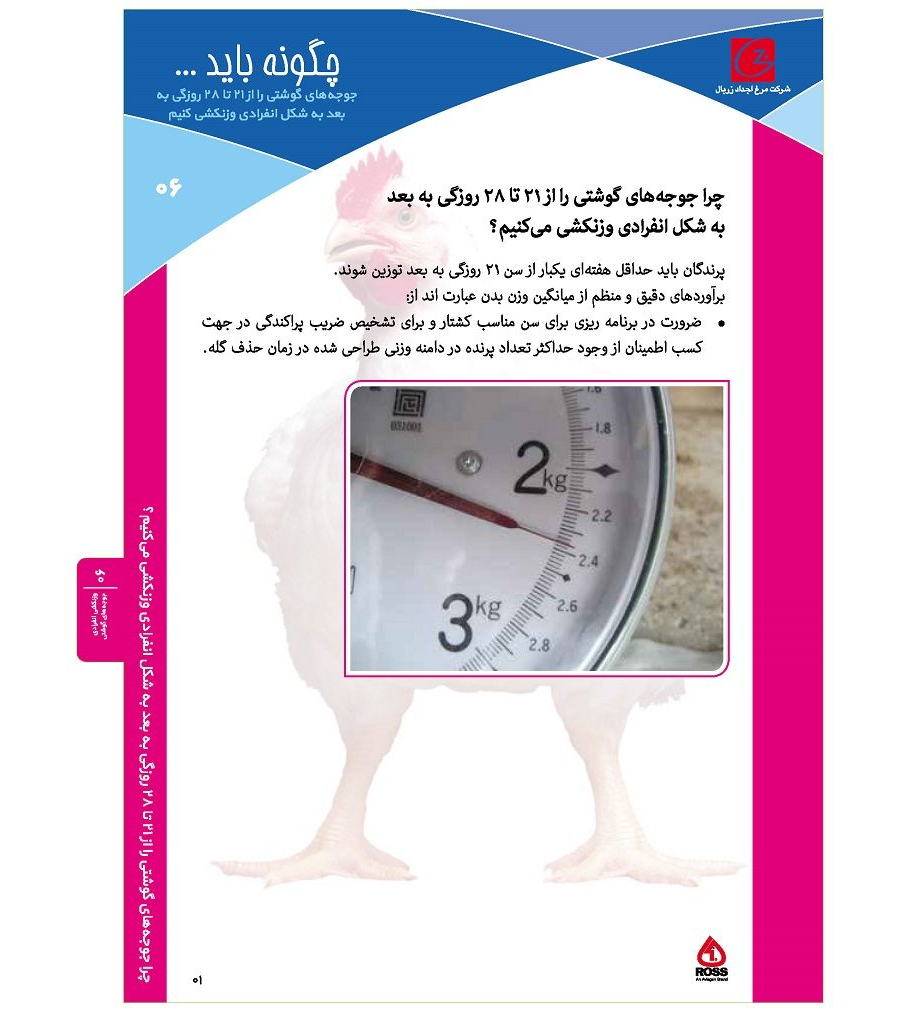 وزنکشی انفرادی جوجه های گوشتی