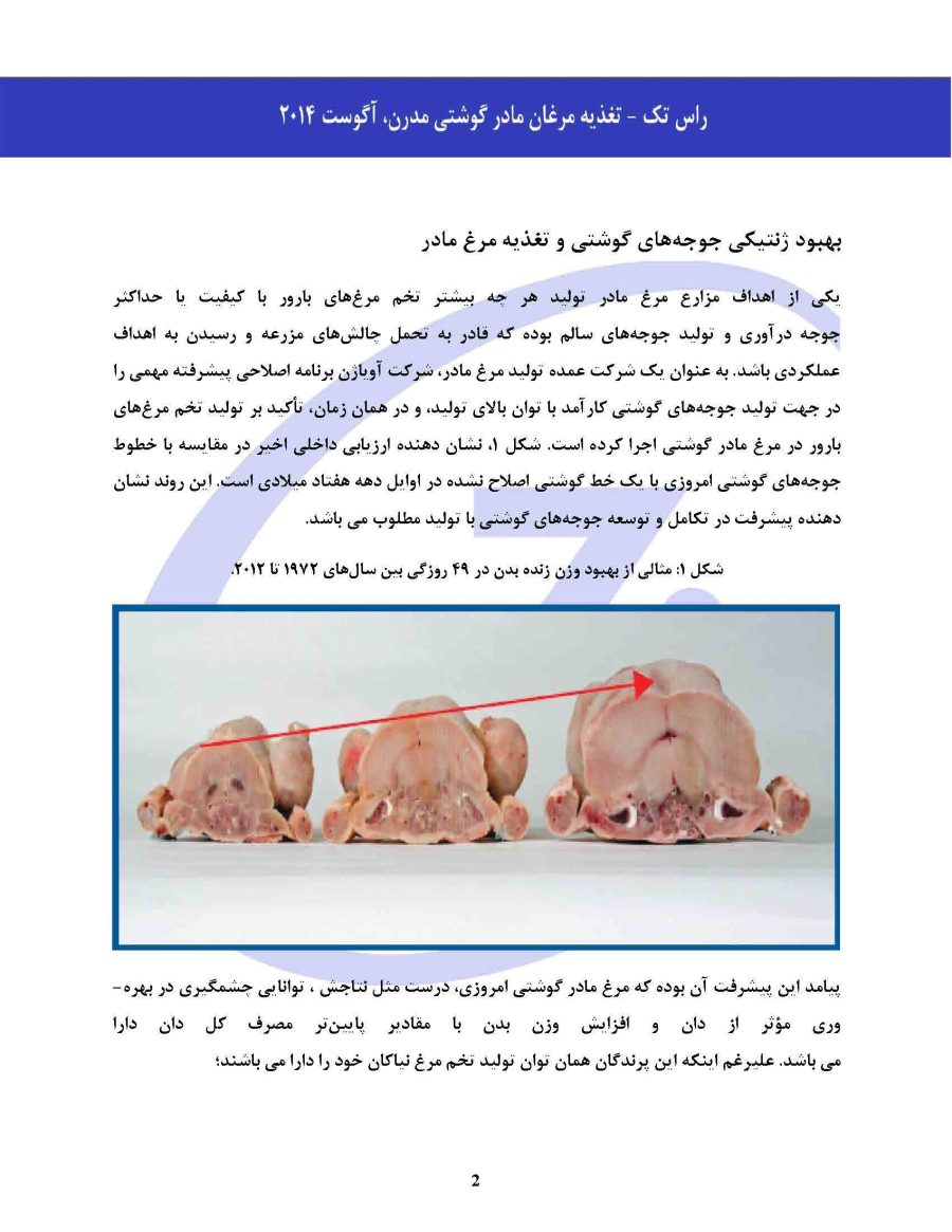 تغذیه مرغان مادر گوشتی مدرن