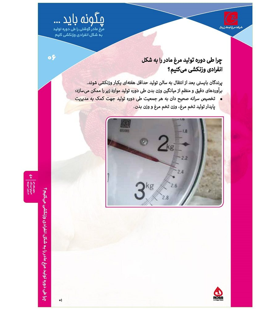 وزنکشی انفرادی مرغ مادر گوشتی طی دوره تولید