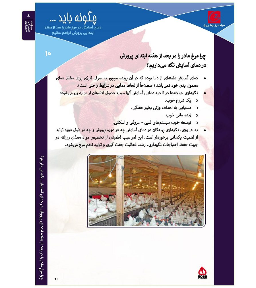 فراهم نمودن دمای آسایش در مرغ مادر