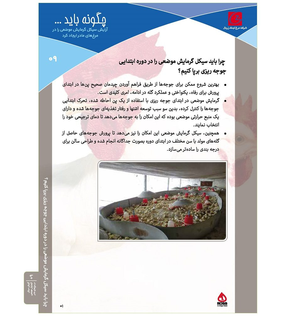 آرایش سیکل گرمایش موضعی در مرغ‌های مادر