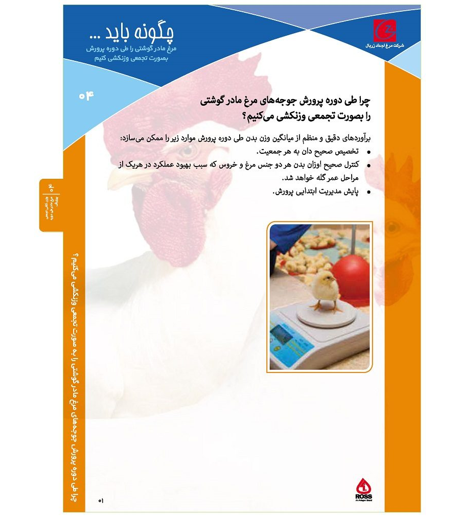وزن کشی تجمعی مرغ مادر طی دوره پرورش