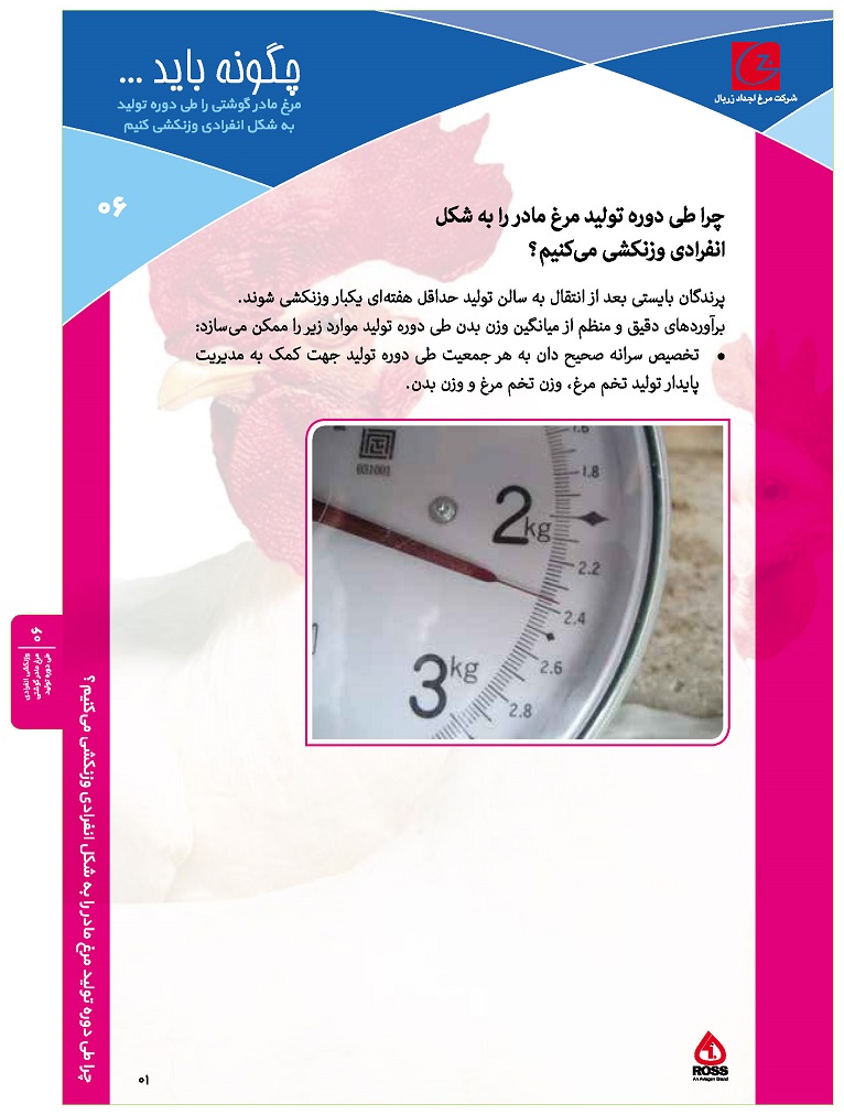 ۰۶- وزنکشی انفرادی مرغ مادر گوشتی طی دوره تولید_Page_1