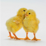 JJ2-e1610661565188-circle-c44255c9ec602714e951e6e7d1d3a13f-5f9d02a4d8b38